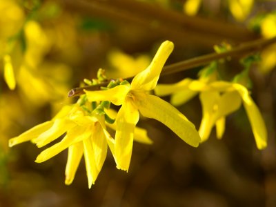 Forsythia x intermedia - zlatice prostřední - květ